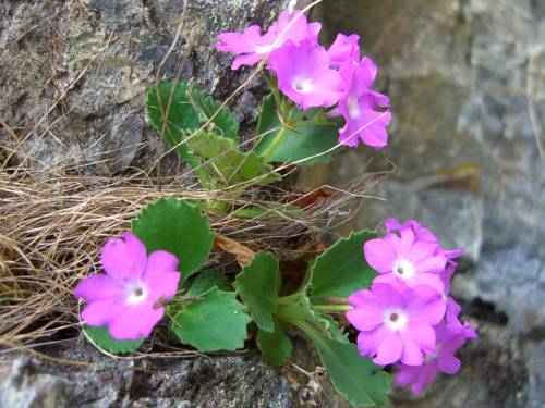 Imagen general del Pensión Vall&uuml;la. Foto 29