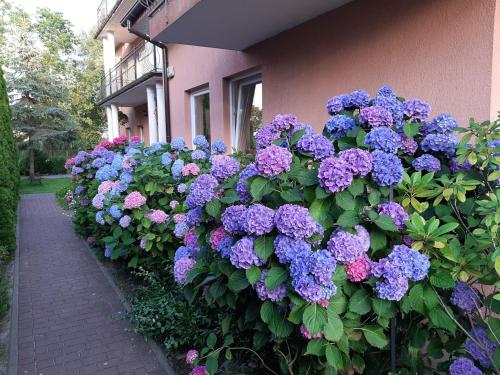 Imagen de los interiores del Pensión Villa Eldorado. Foto 12