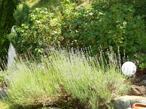 Imagen de la habitación del Pensión Wilma. Foto 14