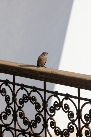 Imagen de los interiores del Riad Dar Massai. Foto 18