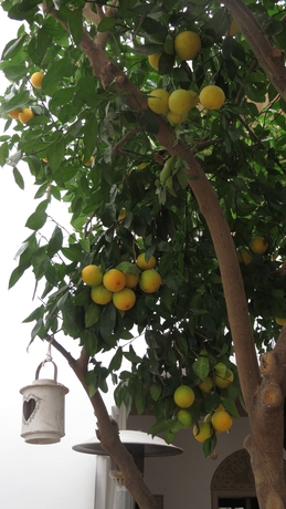 Imagen de los interiores del Riad Les Orangers D'Alilia. Foto 11