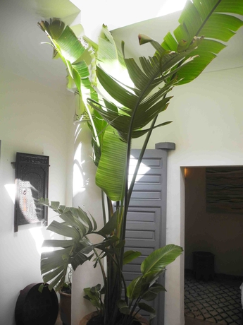 Imagen general del Riad Linda, Marrakech. Foto 4