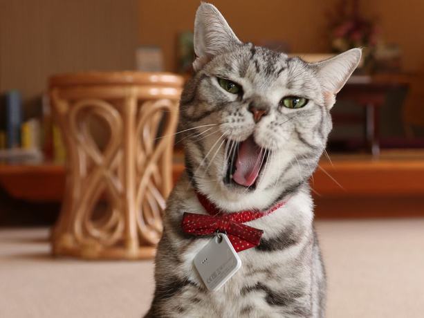 Imagen de los interiores del Ryokan Onsen Mitake. Foto 20