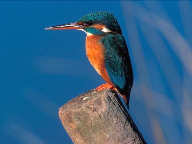 Imagen general del Villa Casas Rurales Acebuche. Foto 4