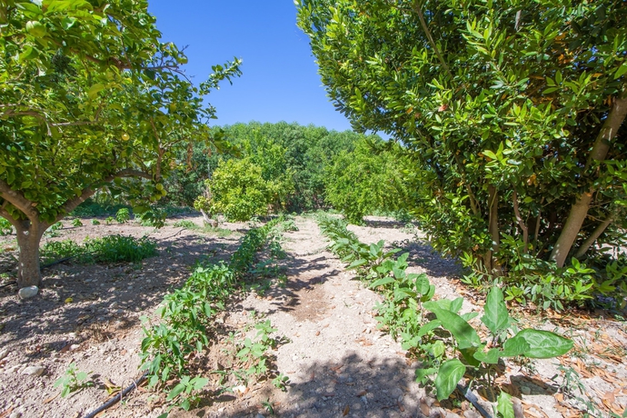 Imagen de los exteriores del Villa VILLA ALCUDIOLA. Foto 15