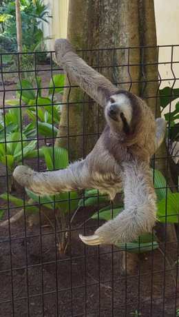 Imagen general del Villa Villas Piña - Adults Only. Foto 3