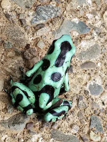 Imagen general del Villa Villas Piña - Adults Only. Foto 4