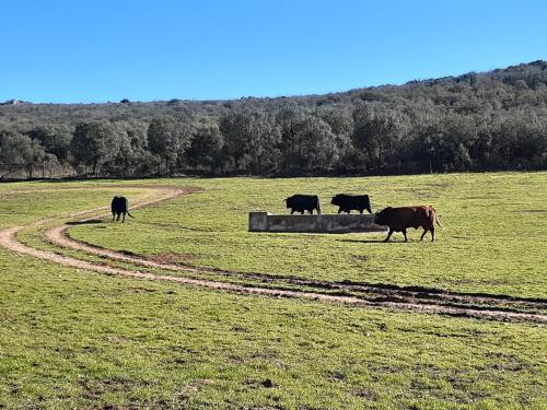 Imagen de los exteriores del Viviendas Turísticas Vacacionales Casa Juana Michibert. Foto 9
