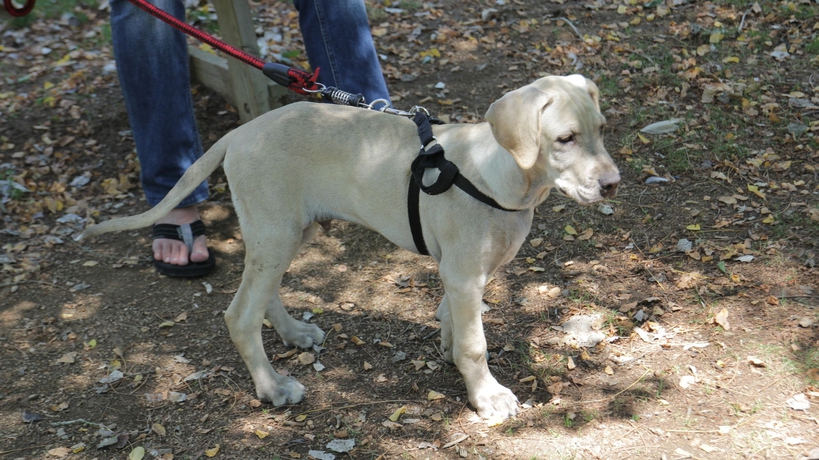 Imagen general del Viviendas Turísticas Vacacionales URH Apartments Vila de Tossa. Foto 2