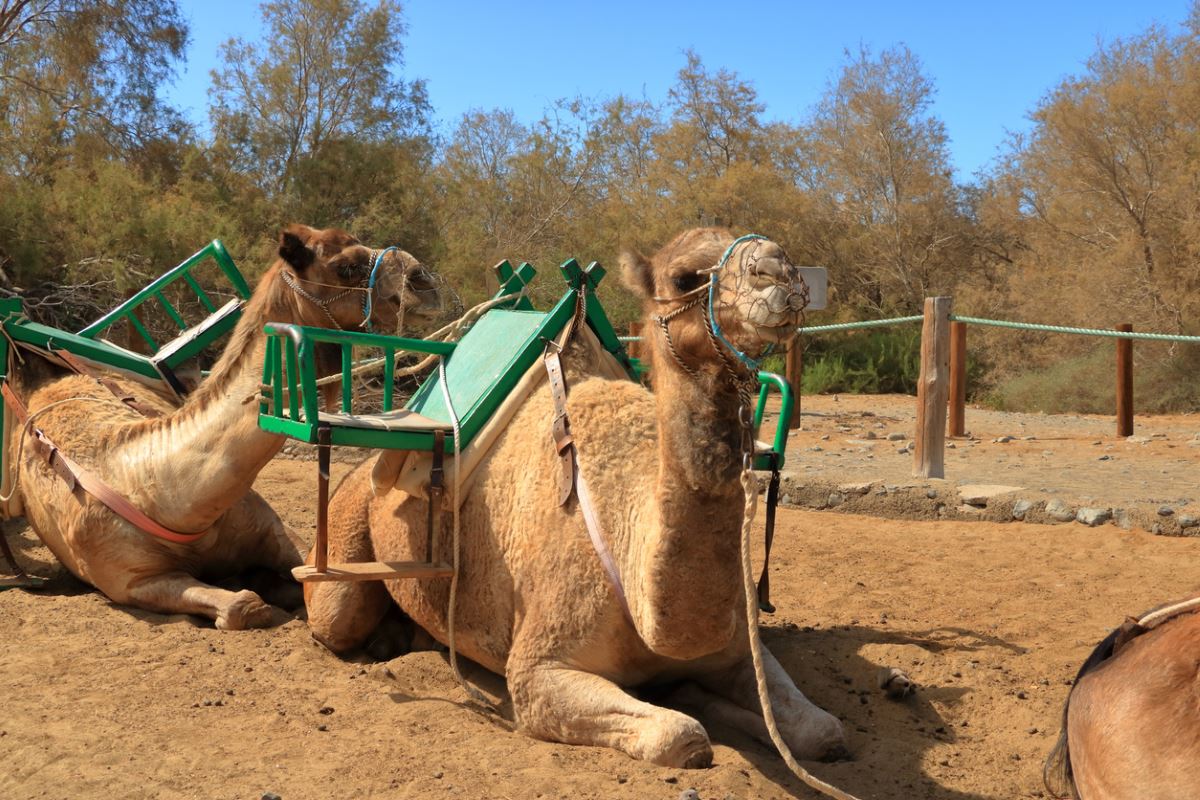 Imagen de Camello Safari Duna Oasis