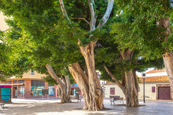 Imagen de Plaza de la Constitución