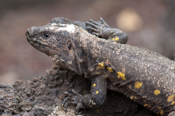 Imagen de Ecomuseo de Guinea y Lagartario