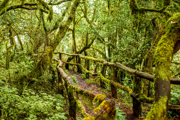 Imagen de Parque Nacional de Garajonay