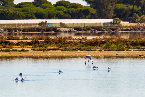 Imagen de Parque Natural de Doñana
