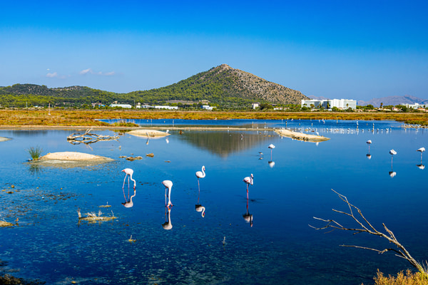 Imagen de Parque Natural de la Albufera