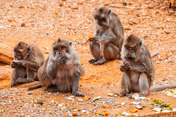 Imagen de Safari Zoo Sa Coma