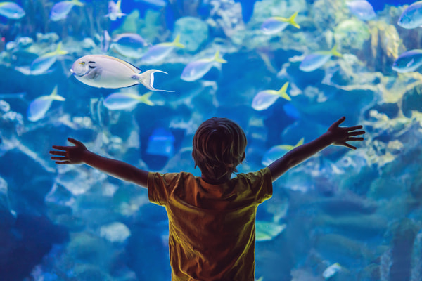 Imagen de Aquarium Finisterrae
