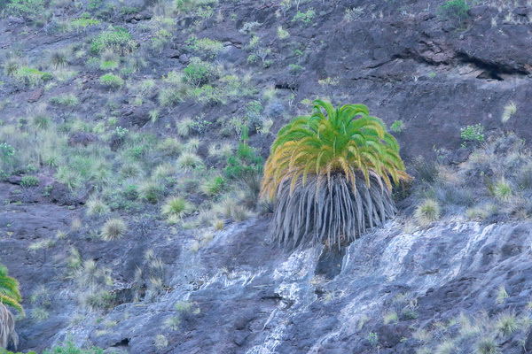 Imagen de Barranco de Mogán