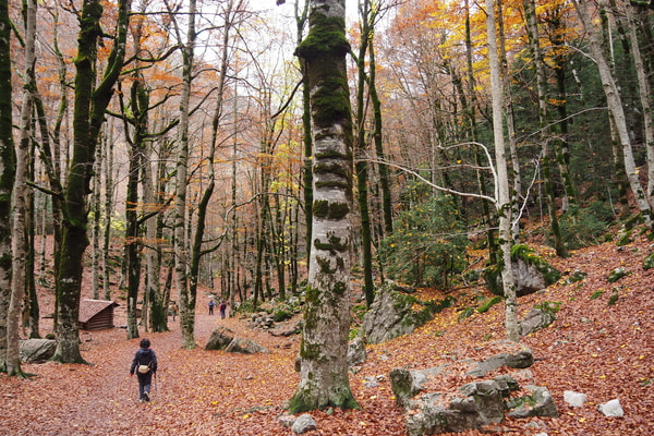 Imagen de Bosque de las Hayas