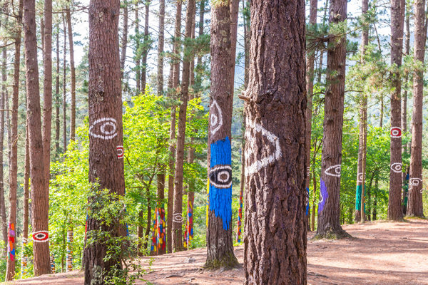 Imagen de Bosque de Oma