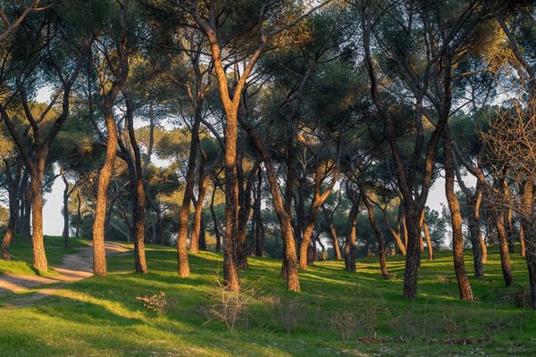 Imagen de Dehesa de la Villa