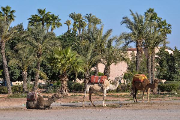 Imagen de El Palmeral de Marrakech