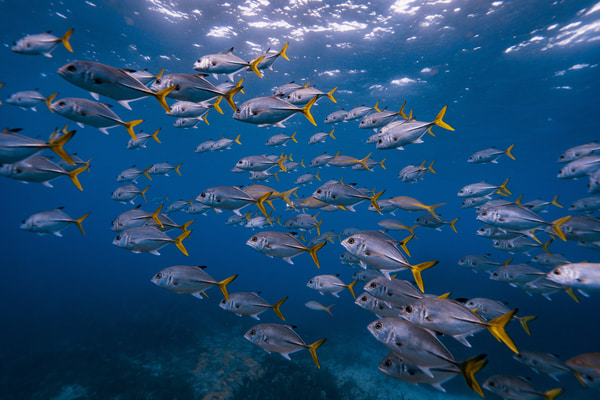 Imagen de Excursión en Submarino Amarillo