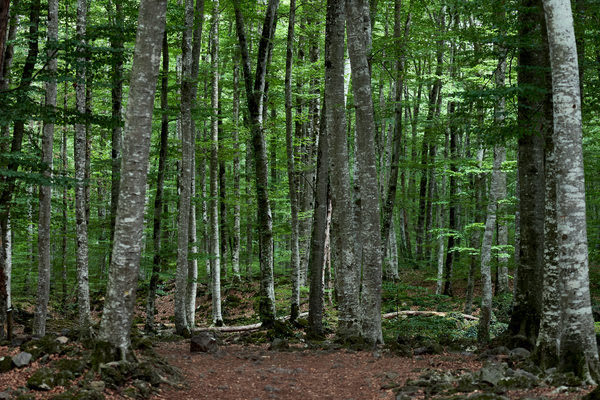 Imagen de Fageda d’en Jordà