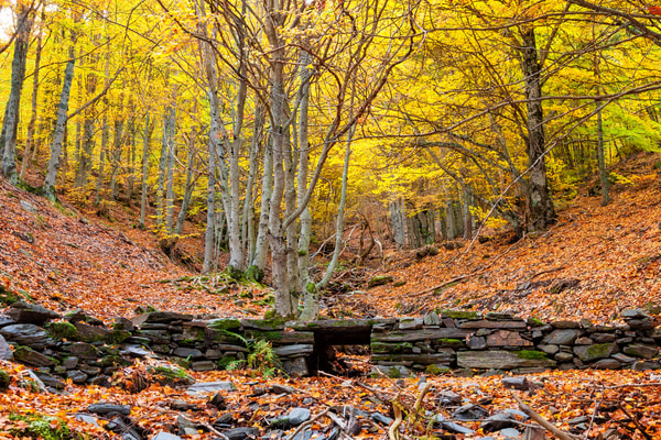Imagen de Hayedo de Tejera Negra