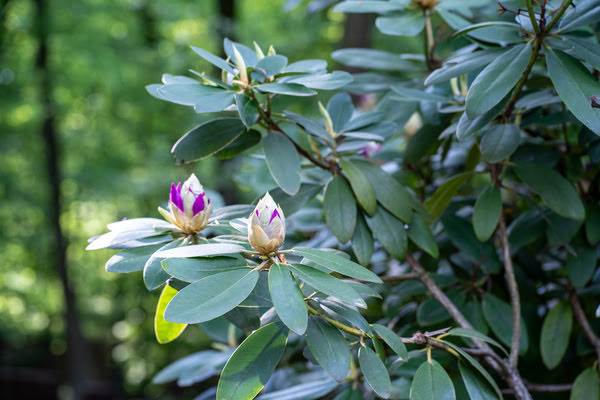 Imagen de Jardín de Las Piletas