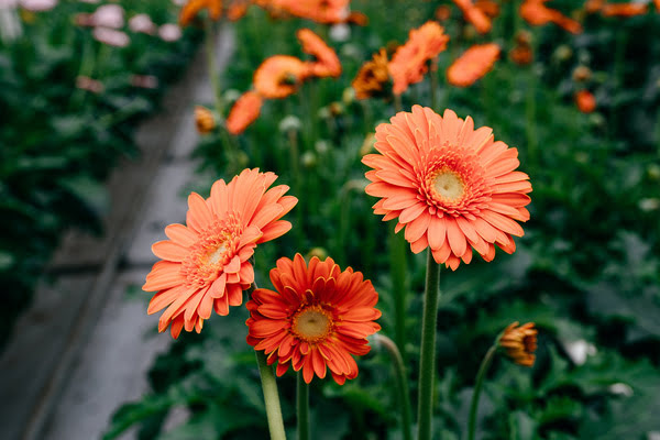 Imagen de Jardines de Perón