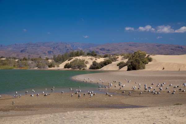 Imagen de Laguna de las Dunas