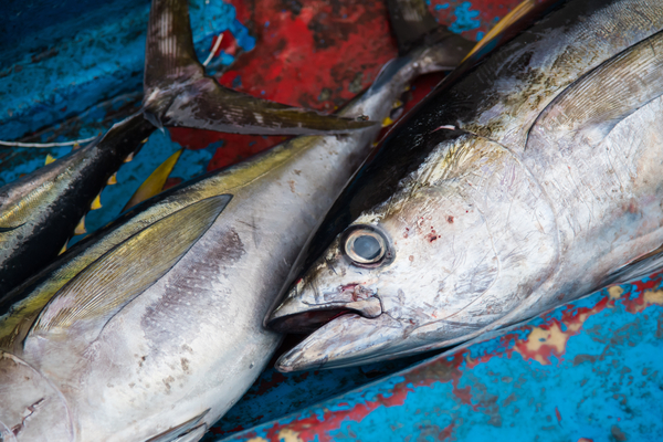 Imagen de Mercado del Pescado