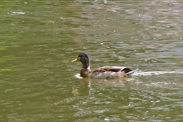 Imagen de Mirador Parque Lineal del Manzanares