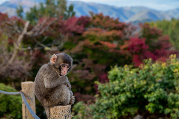 Imagen de Monkey Park