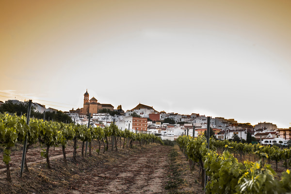 Imagen de Montilla