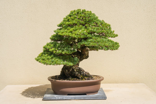 Imagen de Museo Bonsái Luis Vallejo