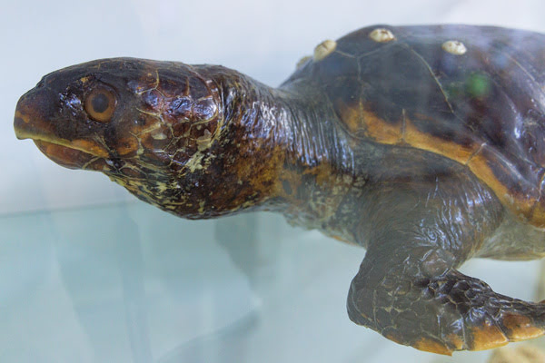 Imagen de Museo Nacional de Ciencias Naturales