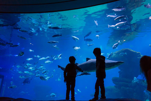 Imagen de Palma Aquarium