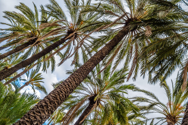 Imagen de Palmeral de Maspalomas