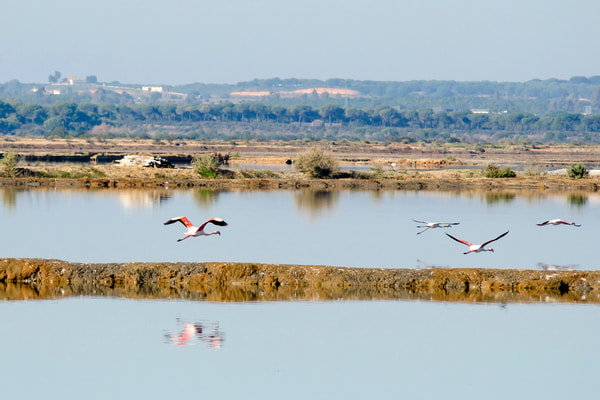 Imagen de Paraje Natural Marismas del Odiel