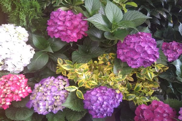 Imagen de Parque de la Constitución