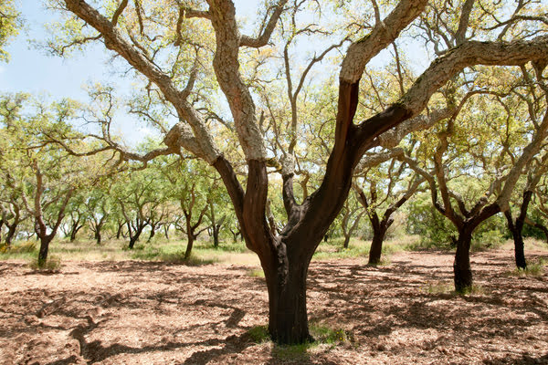 Imagen de Parque de Las Presillas