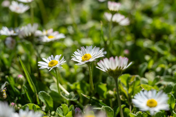Imagen de Parque El Paraiso