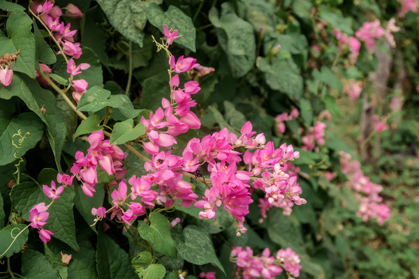 Imagen de Parque Finca Liana