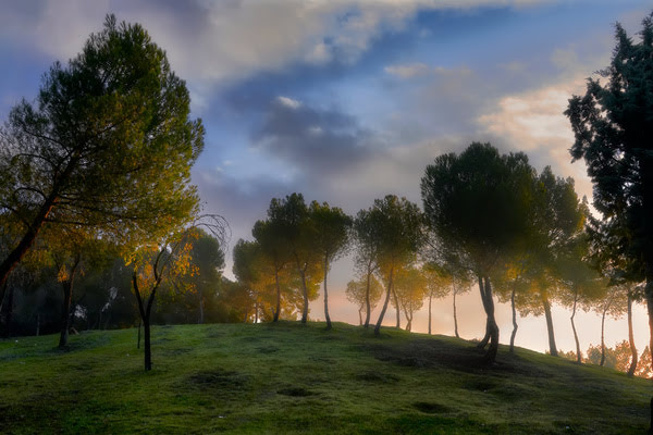 Imagen de Parque Forestal de Entrevías