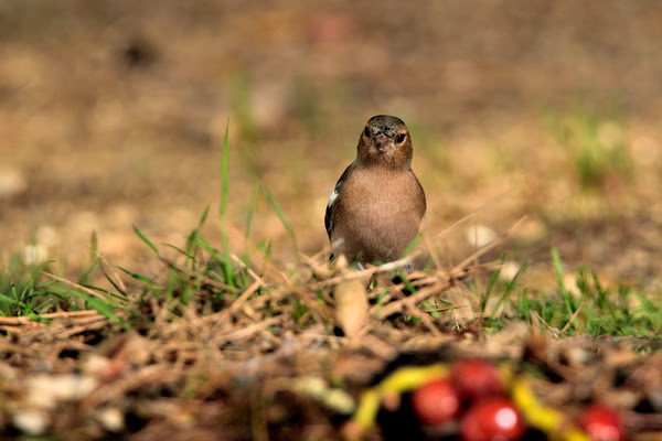 Imagen de Parque Forestal El Cantal