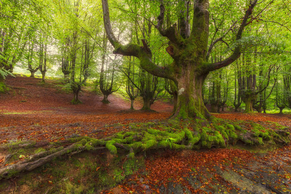 Imagen de Parque Natural de Gorbeia
