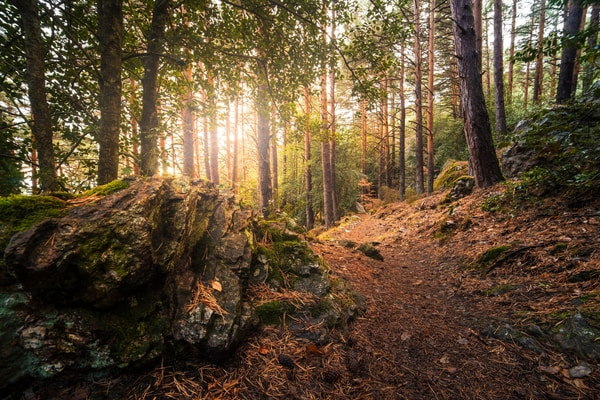 Imagen de Parque Natural del Moncayo