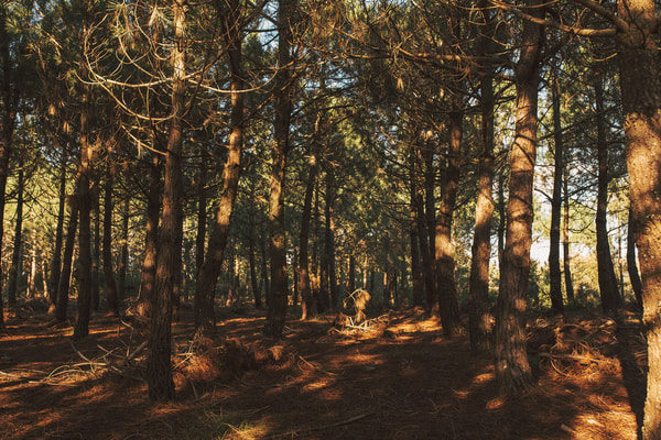 Imagen de Parque Natural del Montnegre - Corredor